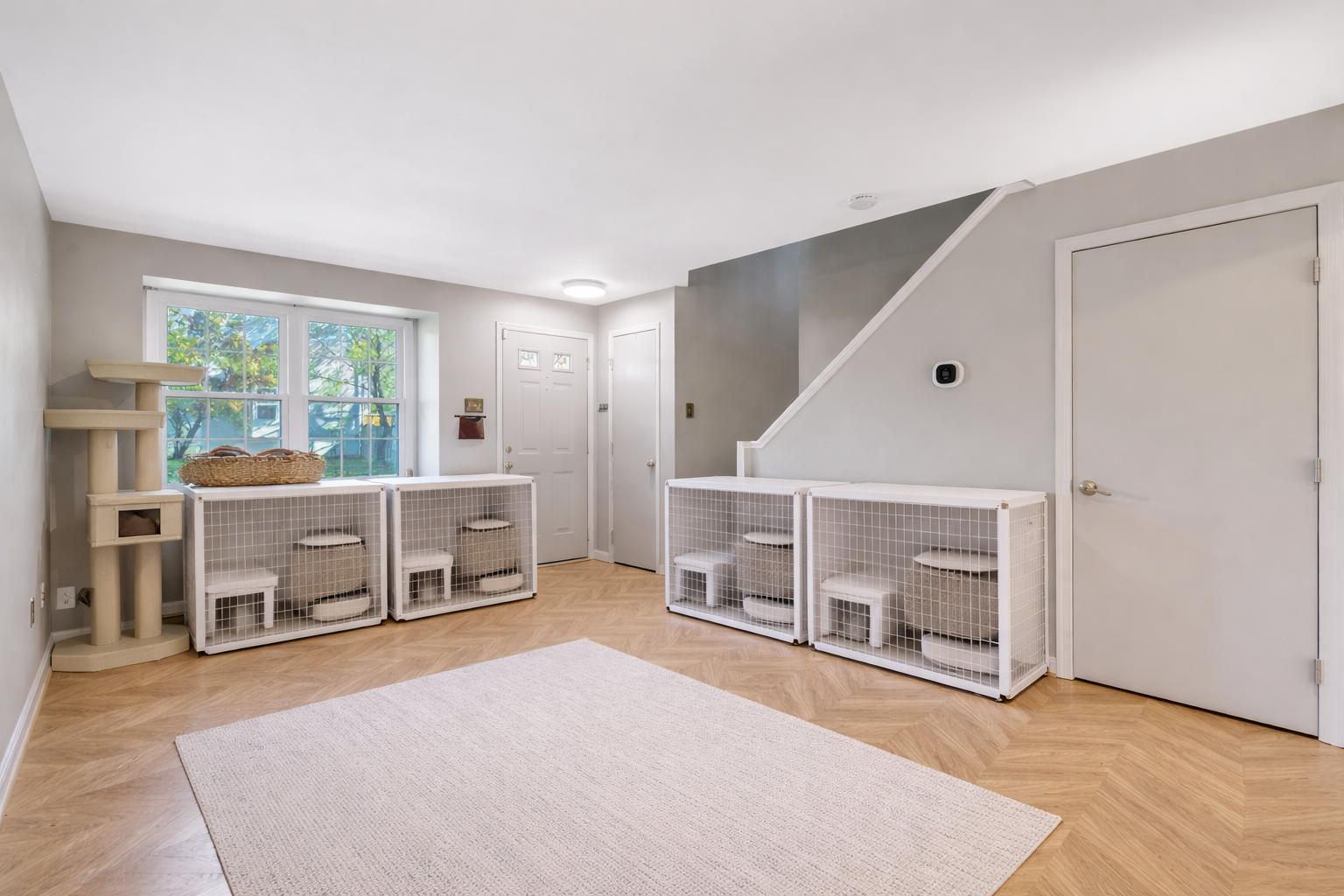 Private Suite Cat Day Boarding Limited Spots – No overnight